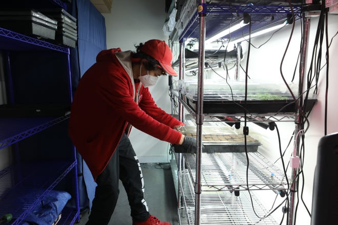 Austin Tenn Luke, a student with autism is part of the Workforce Development Program as he places the trays under lights that contain the planted seeds at Greens Do Good, a hydroponic, vertical farm in Hackensack, part of teaching the community about the benefits of locally grown food and it’s doing so while providing work and therapy to adults and children with autism.